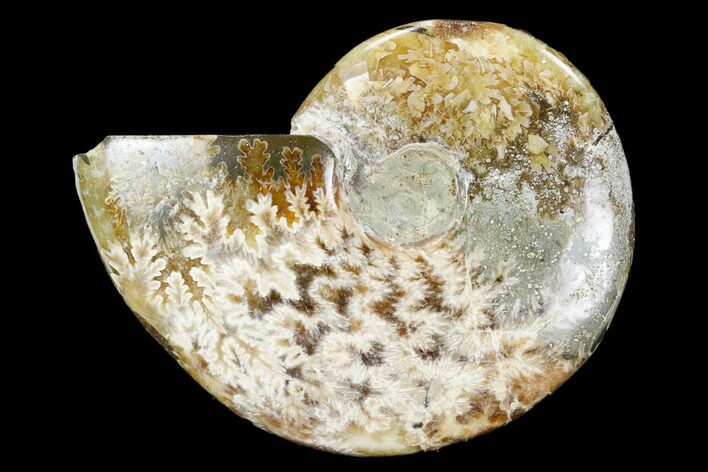Polished, Agatized Ammonite (Cleoniceras) - Madagascar #119099
